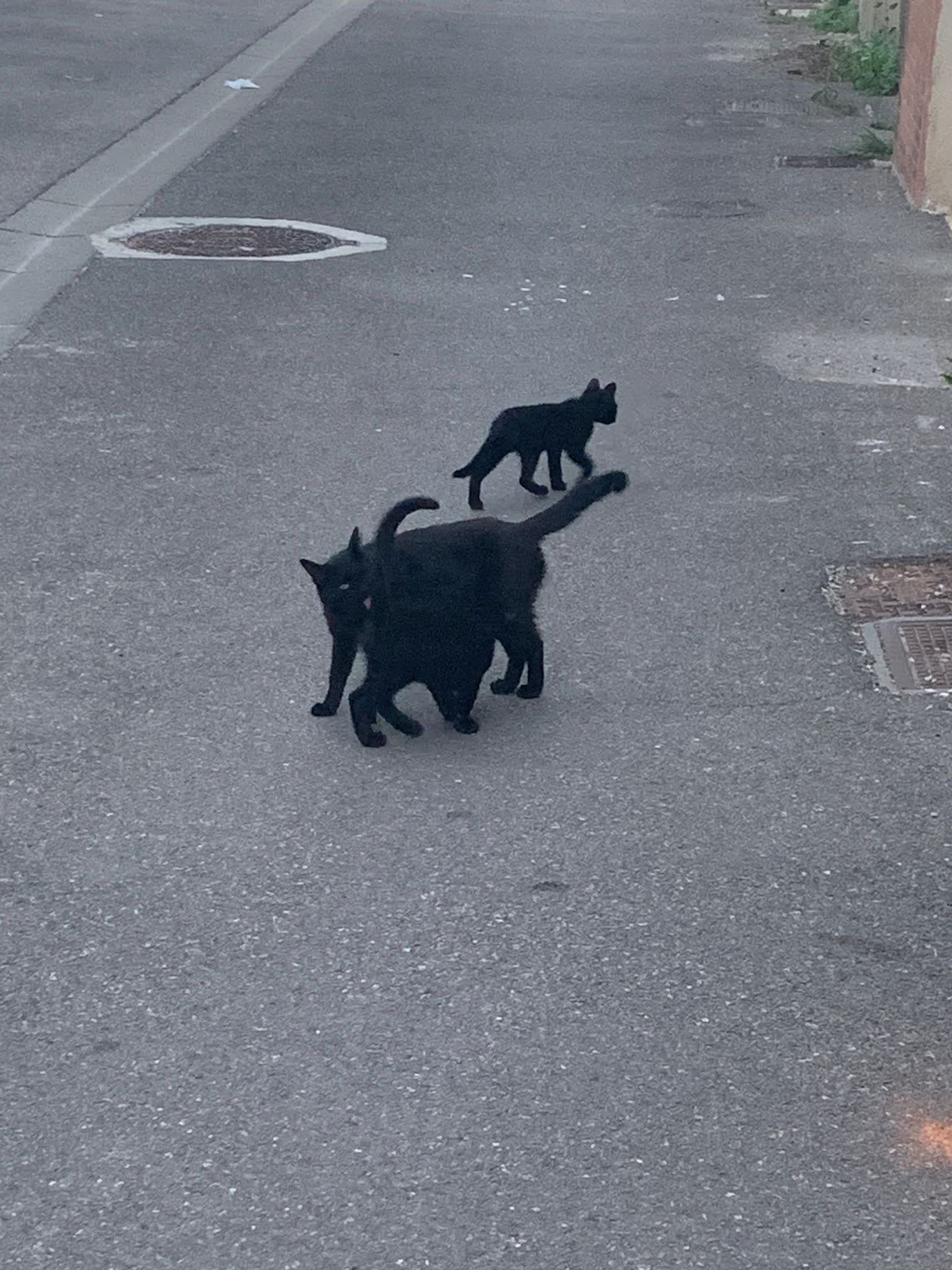 Famille de chats noirs dans la rue au crépuscule