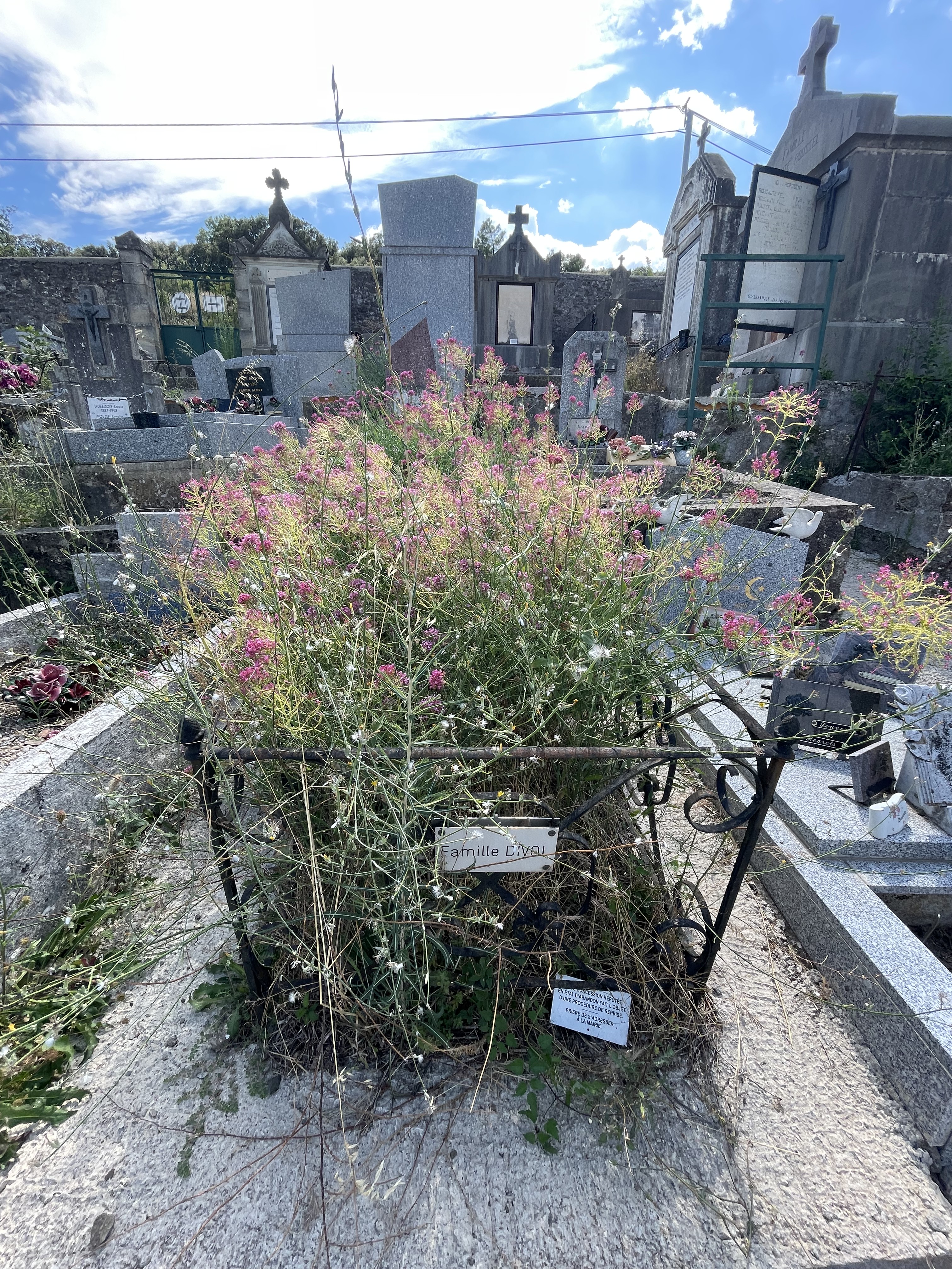 Très ancien caveau familial envahi de fleurs